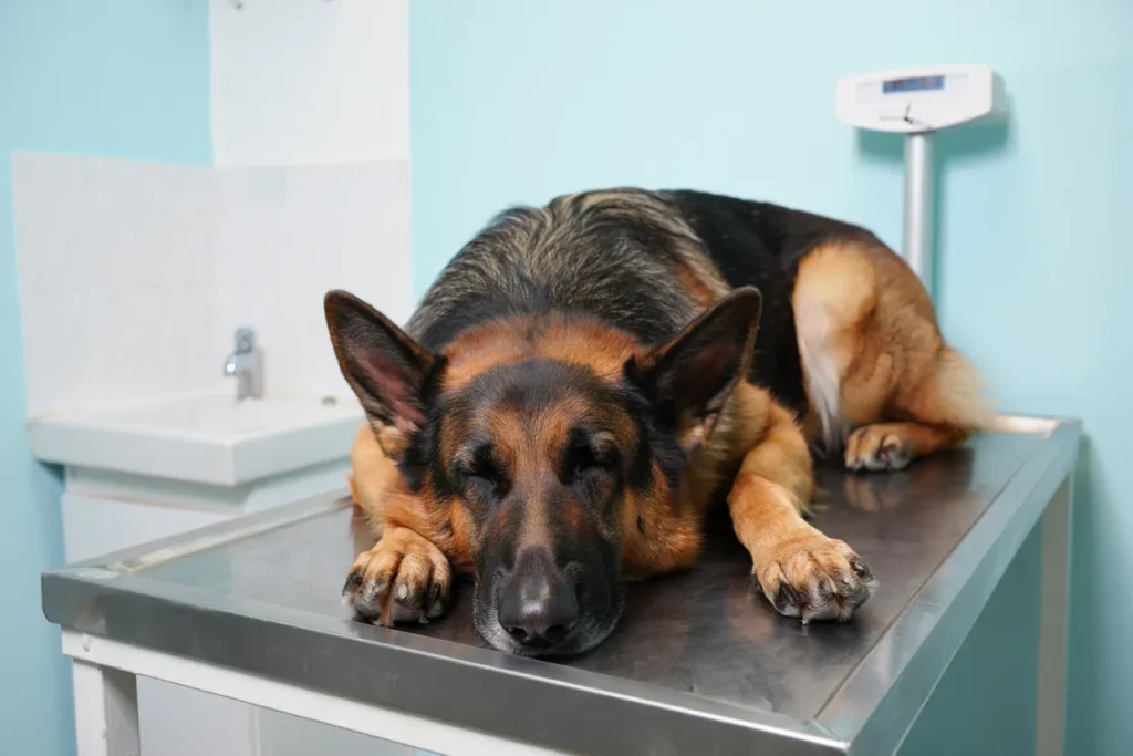 pies chory na babeszjoze